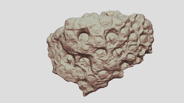 IGC0087_Lithostrotionella_castelnaui_[high]