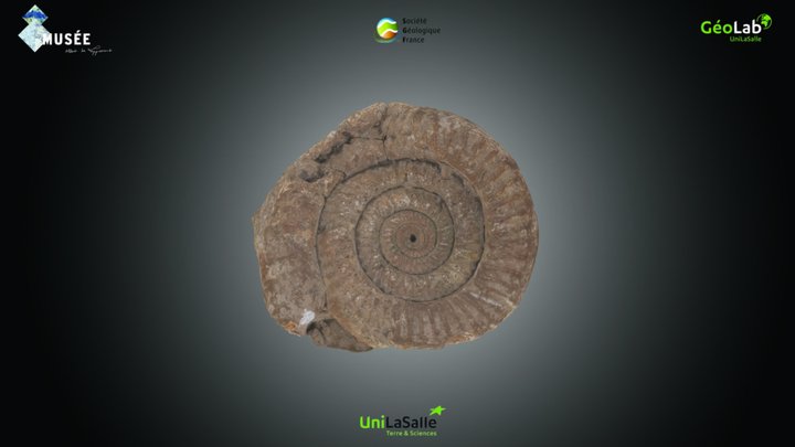 Ammonite - Perisphinctes sp. – Kostenloses 3D-Modell STL