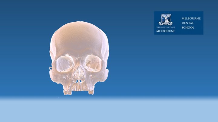 Skull 3095 3D Model