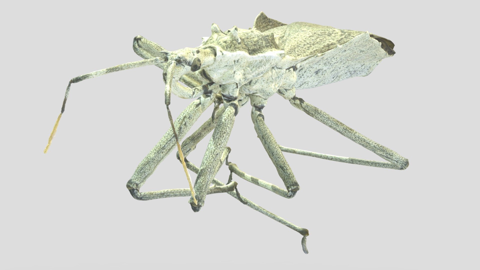 Asssassin Bug - Narupayacu, Ecuador - 3D model by PUCE Inv3rtebraDos ...
