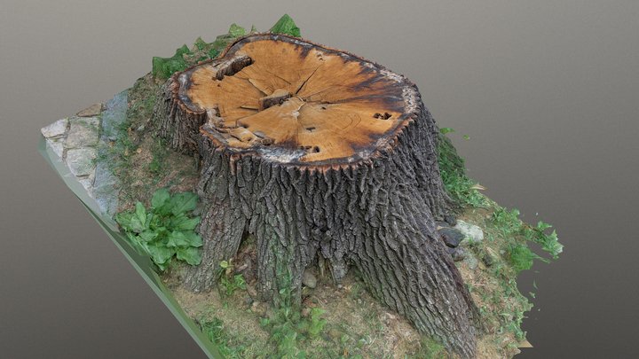 Cut oak tree stump - free