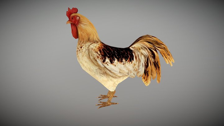 ROOSTER ANIMATED 3D Model