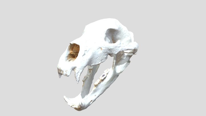 ヒグマの頭蓋骨 3D Model