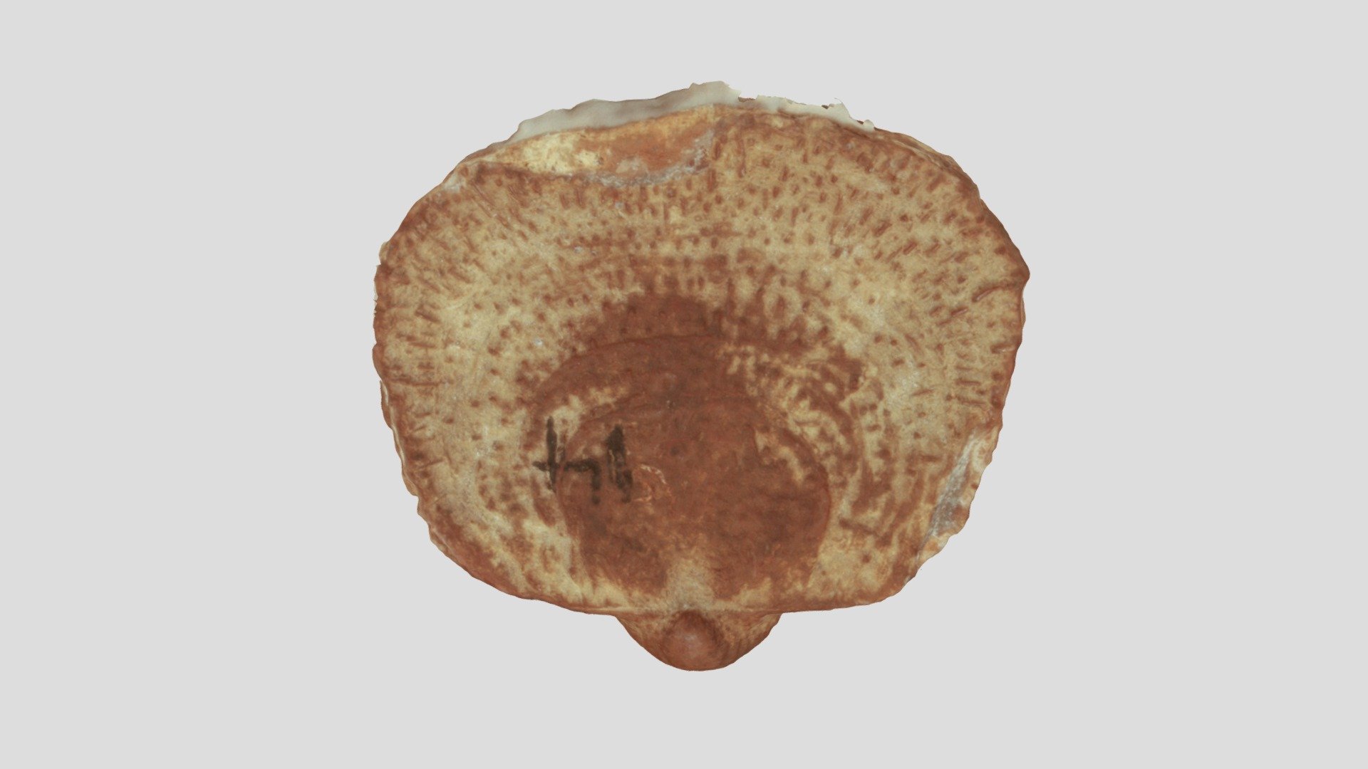 Peniculauris sp.