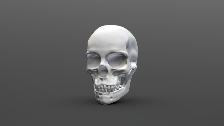 WIP for a human skull 3D Model