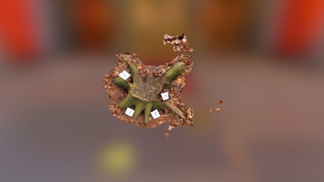 Treestump Photogrammetry 3D Model