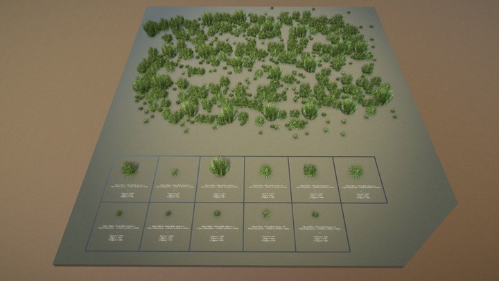 Privet Plants Ligustrum (Low-Poly) 3D Model
