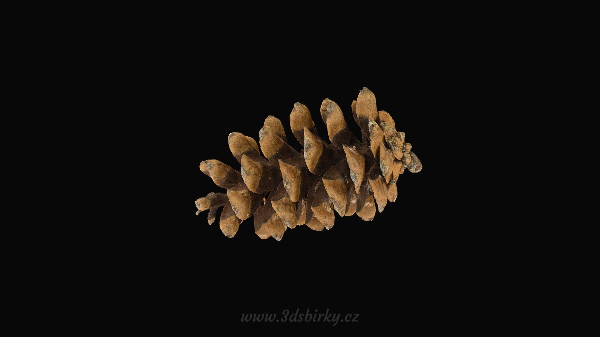 Pinus Peuce - Borovice rumelská — Sketchfab embed 3D viewer
