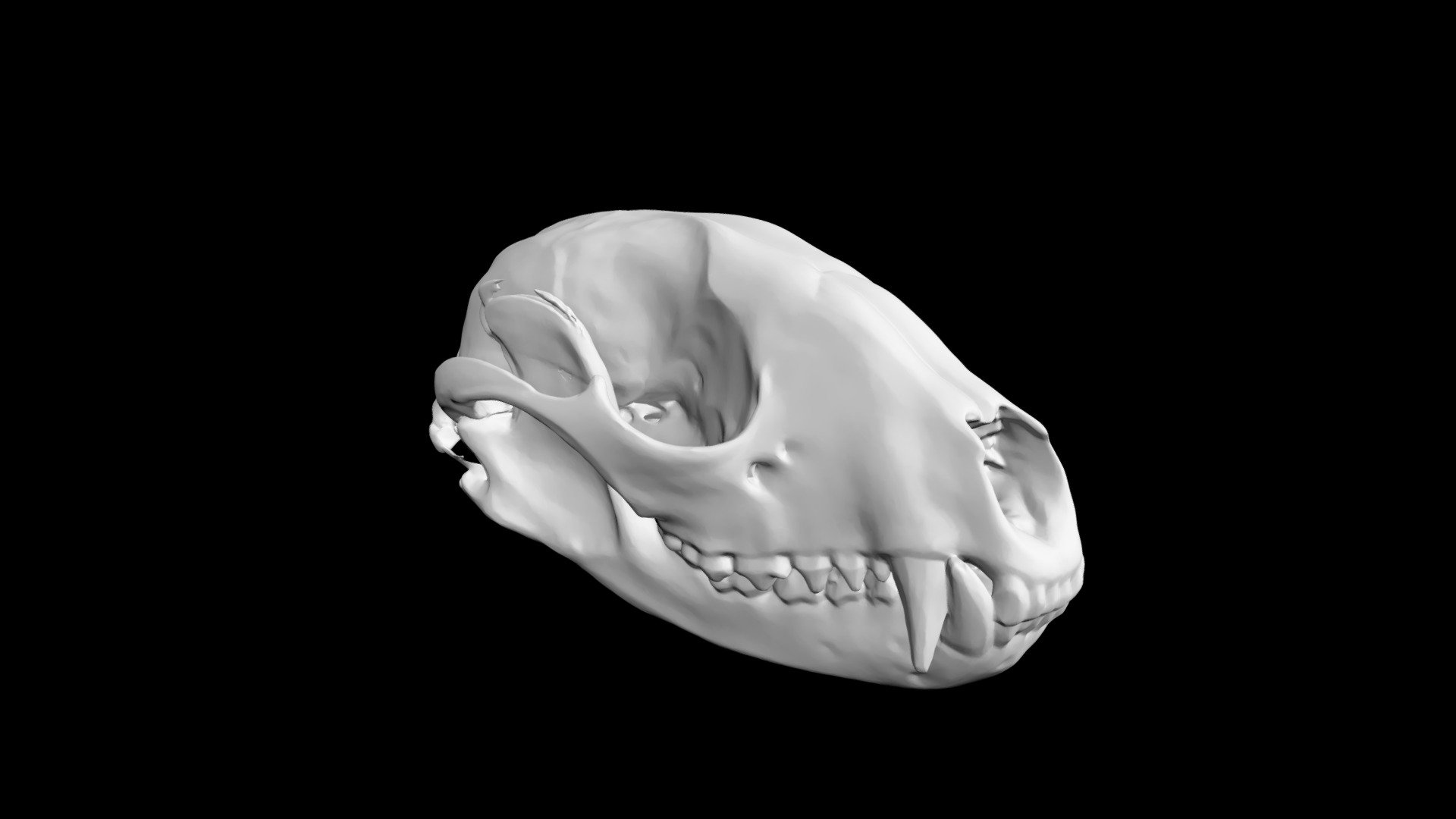 Raccoon Skull and Mandible - Download Free 3D model by Eric Bauer ...