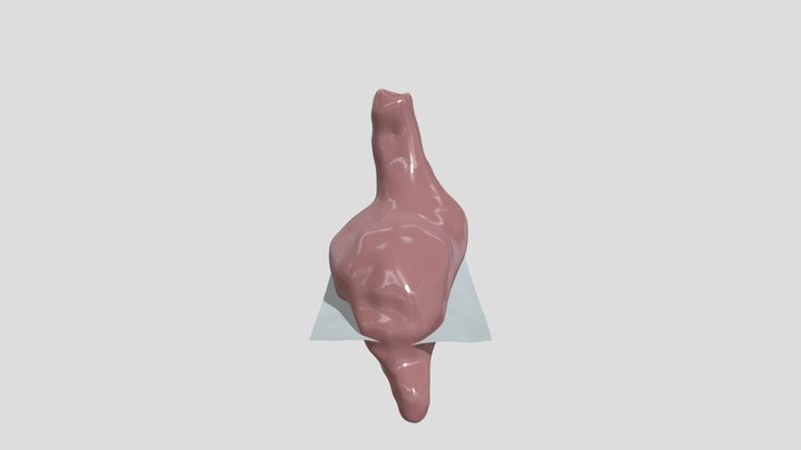 Stomach 3D Model