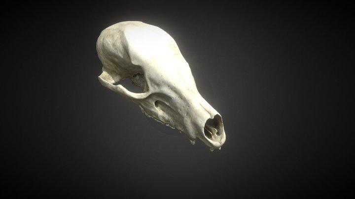 Crânio de Quati 3D Model