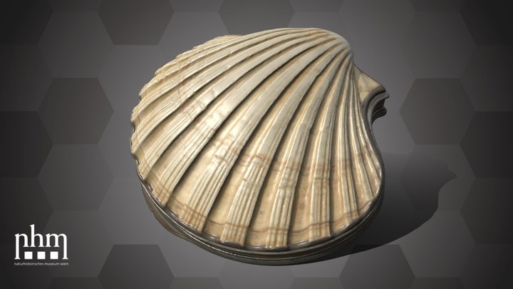 Closed shell box (NHMW-ZOO-MO-0081100-ETH-049) – Free 3D Model STL
