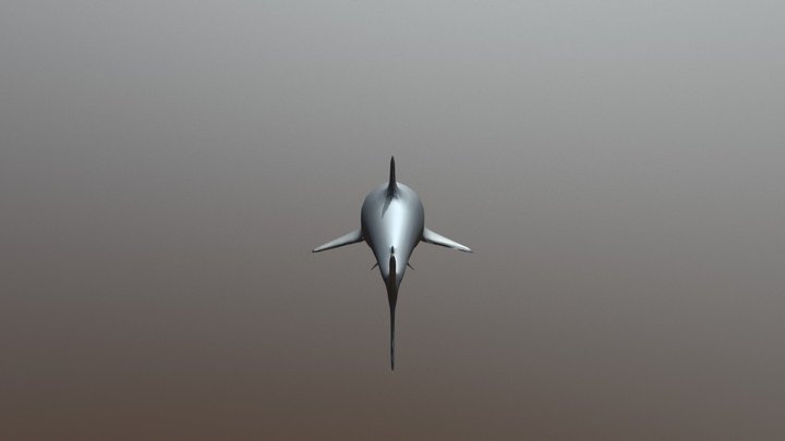 Shark Mesh Test 1 3D Model