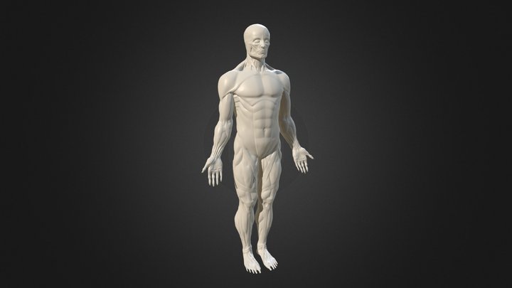 Human muscle Lowpoly 3D Model