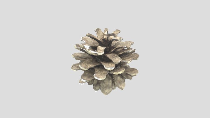 pinecone – Free 3D Model STL
