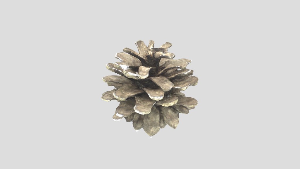 pinecone