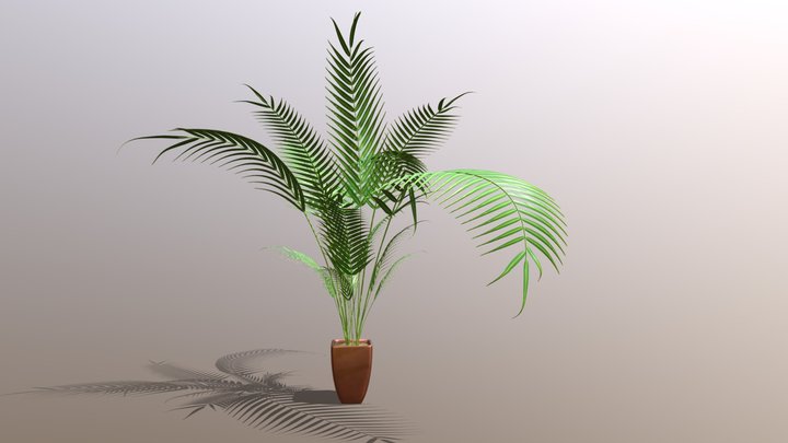 Indoor plant / Kentia palm Howea forsteriana 3D Model