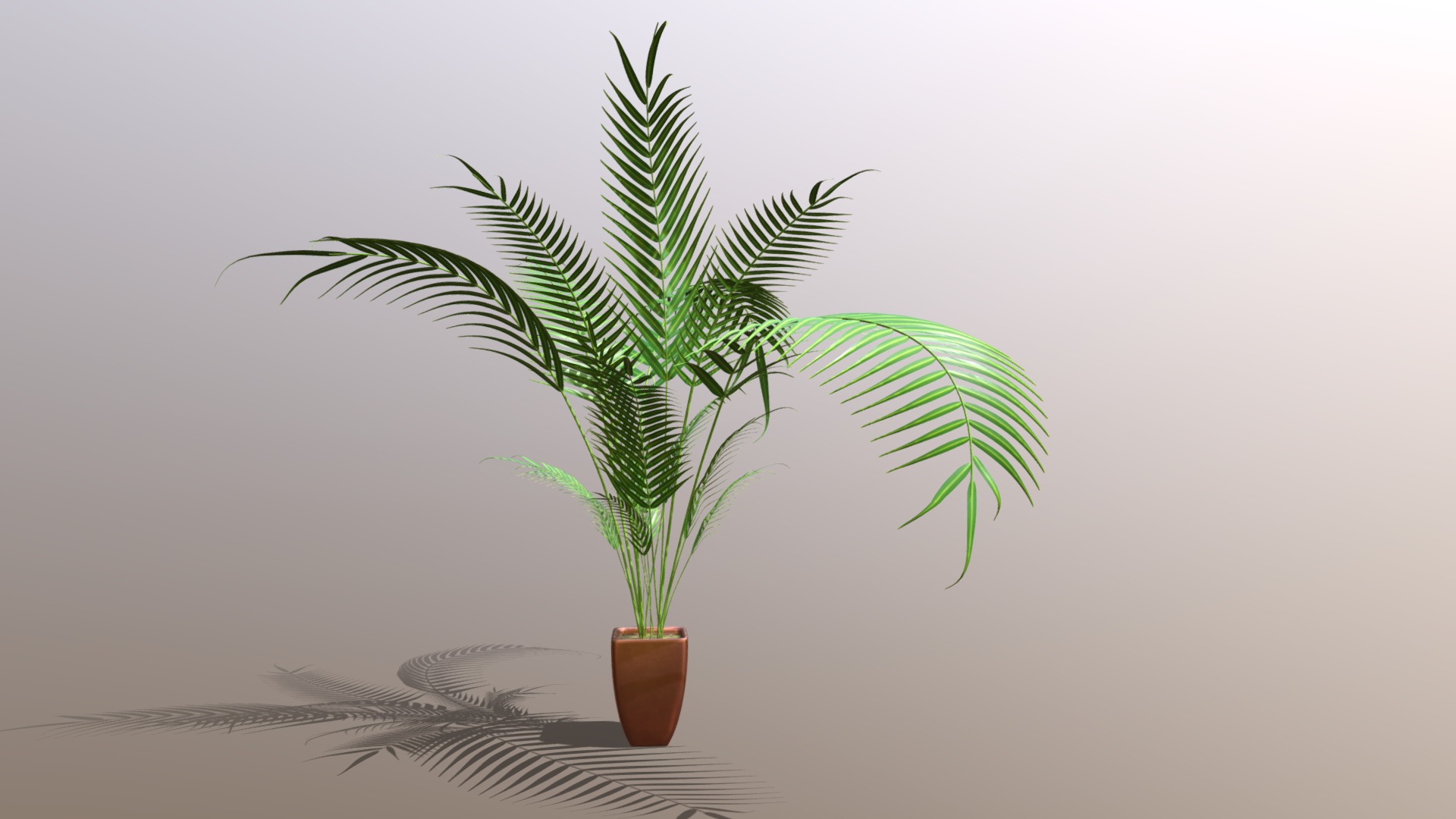 3D model Indoor plant / Kentia palm Howea forsteriana - This is a 3D model of the Indoor plant / Kentia palm Howea forsteriana. The 3D model is about a potted plant on a table.
