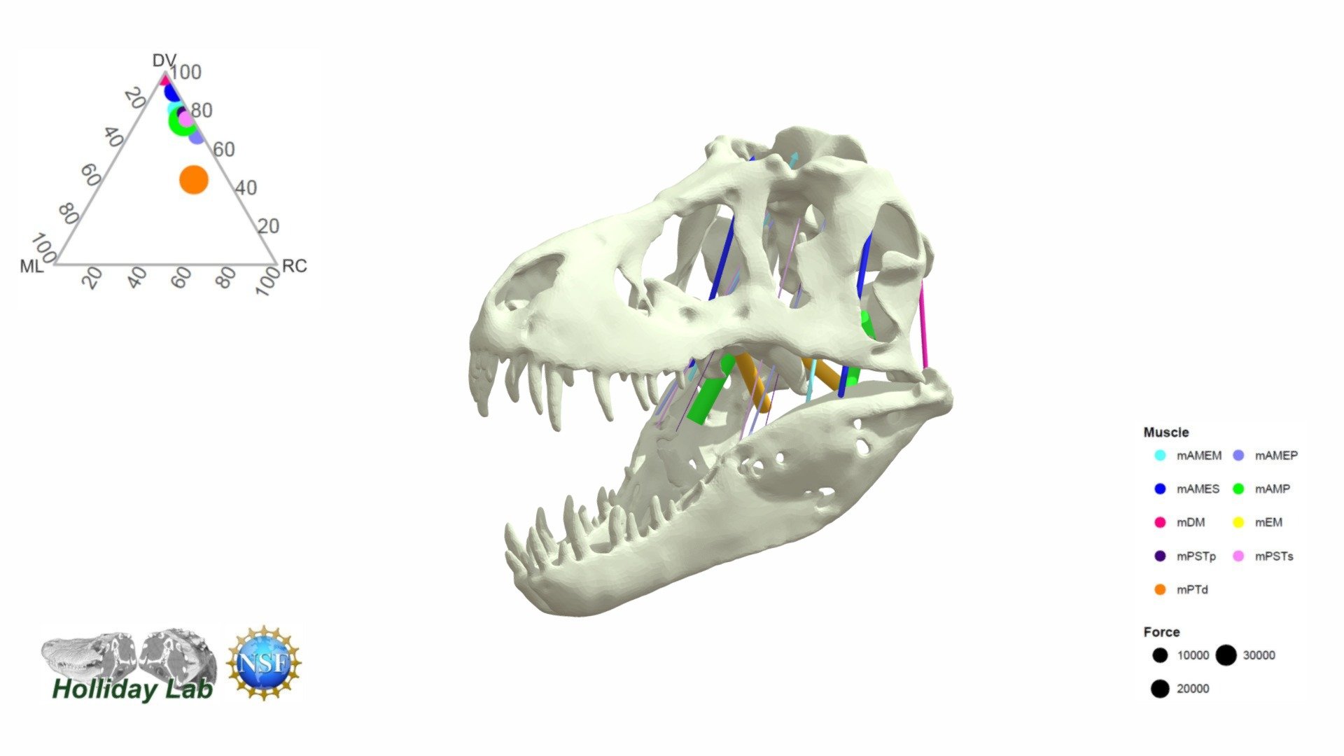 Tyrannosaurus 3D Jaw Muscle Forces