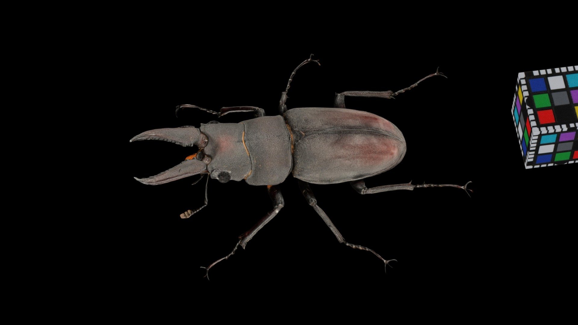 ノコギリクワガタ ♂SS Sawtooth Stag Beetle