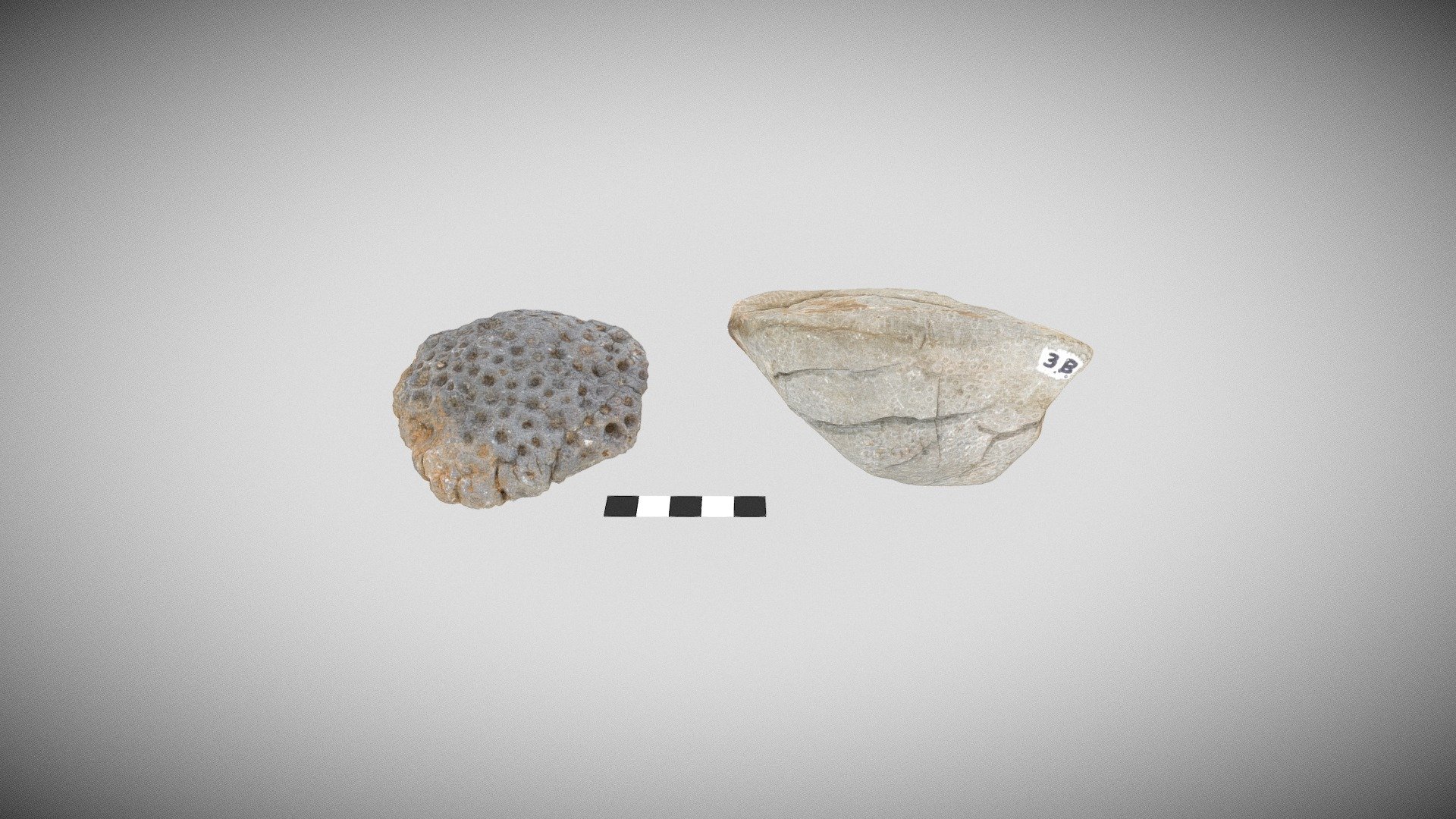 Devonian corals