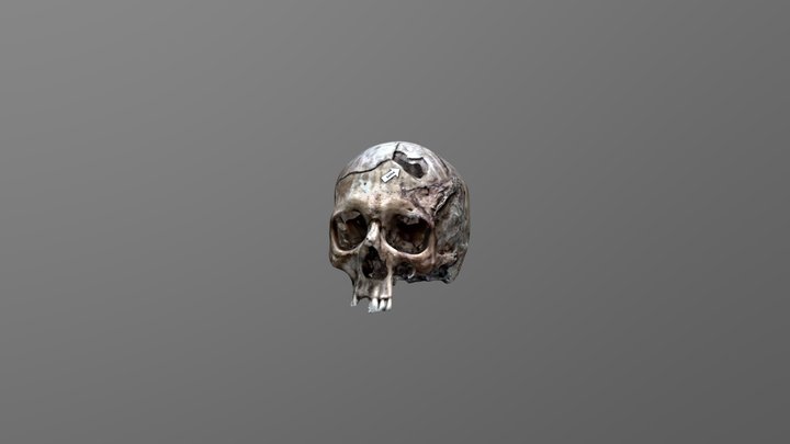 Crânio humano baleado 3D Model