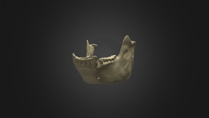 Black Spider Monkey Mandible 3D Model