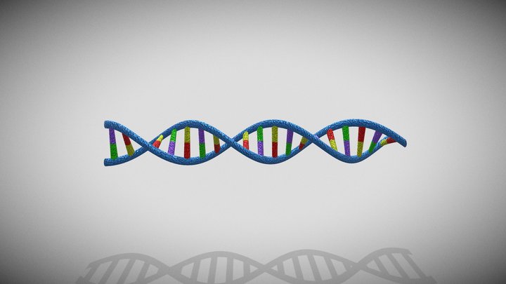DNA (deoxyribonucleic acid) 3D Model