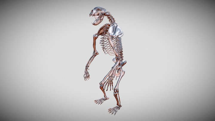 Arctodus simus | short faced bear skeleton 3D Model