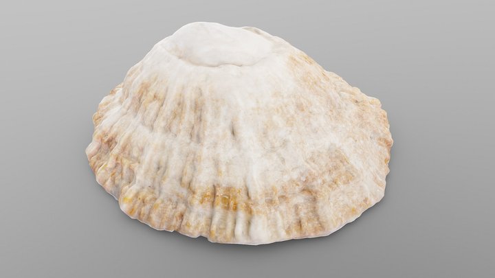 Limpet Sea Shell 3D Model