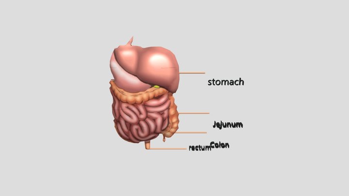 Organ Manusia 3D Model