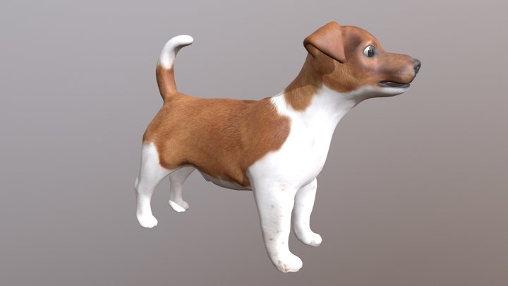 Jack Russell 3D Model