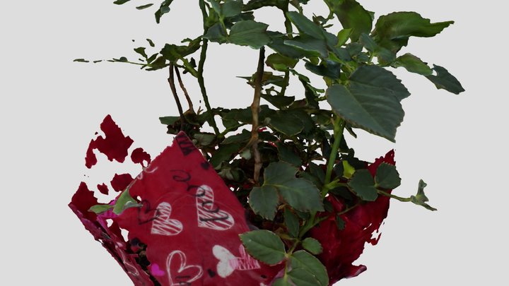 Rose Plant 3D Model