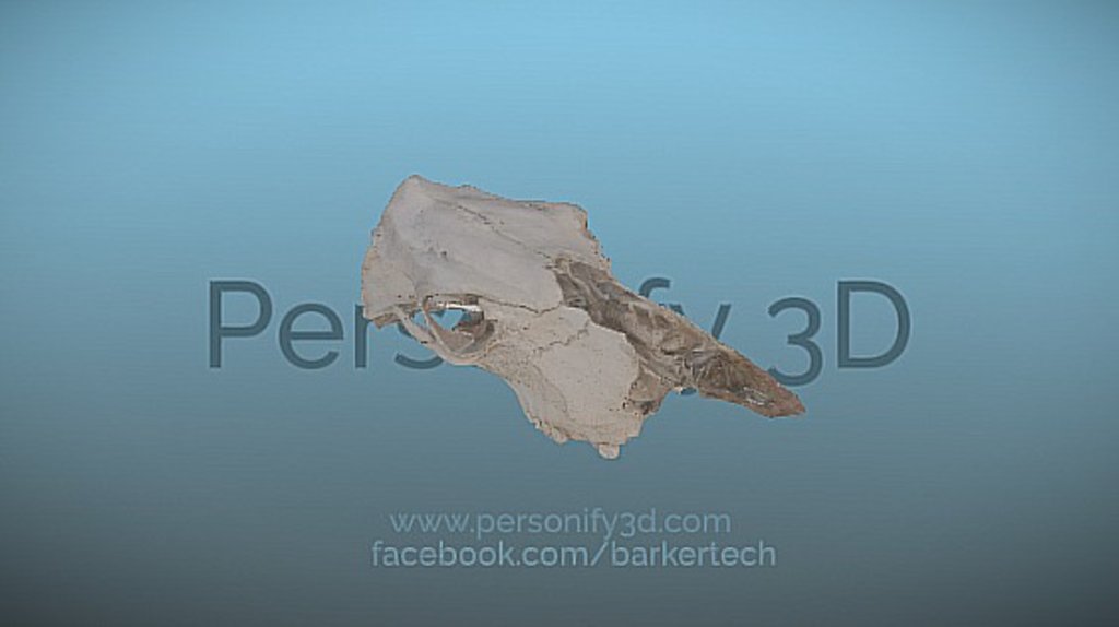 Skull