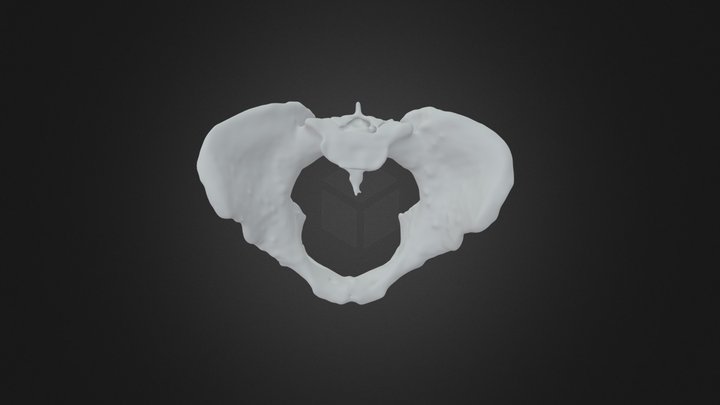 Forensic Anthro - Sex by Pelvis 3D Model