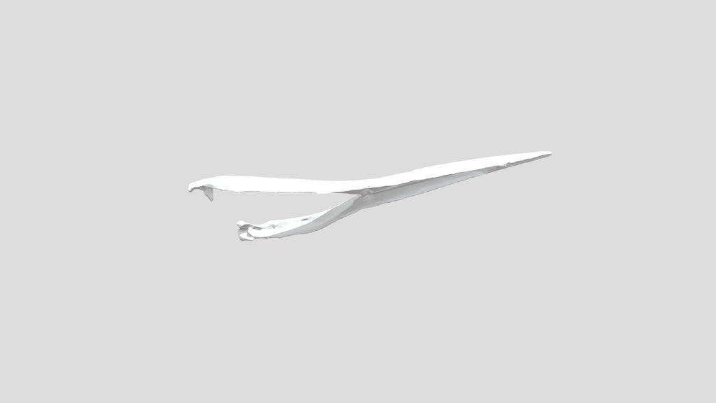 Alcedo atthis - bottom jaw