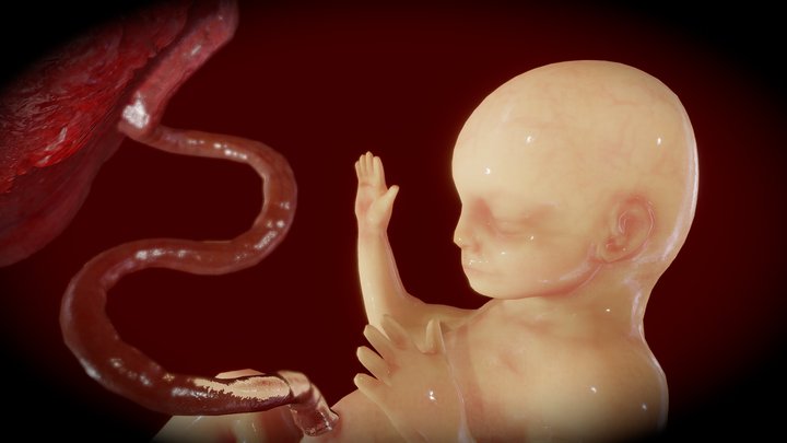 Fetus (animated) 3D Model