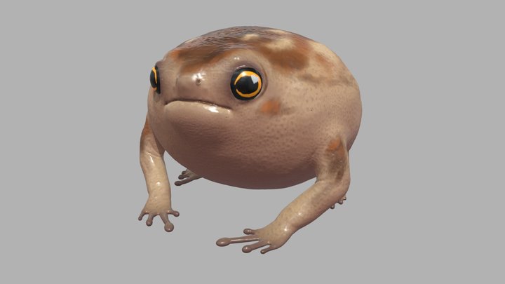 South African rain frog 2.0 3D Model