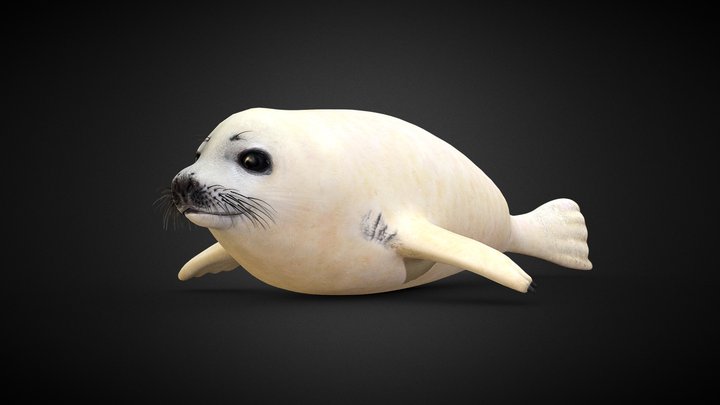 Grønlandssel Unge (P. Groenlandicus) - Harp Seal 3D Model