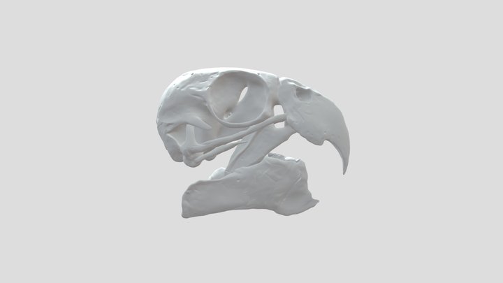 Carolina Parakeet Skull – Kostenloses 3D-Modell STL