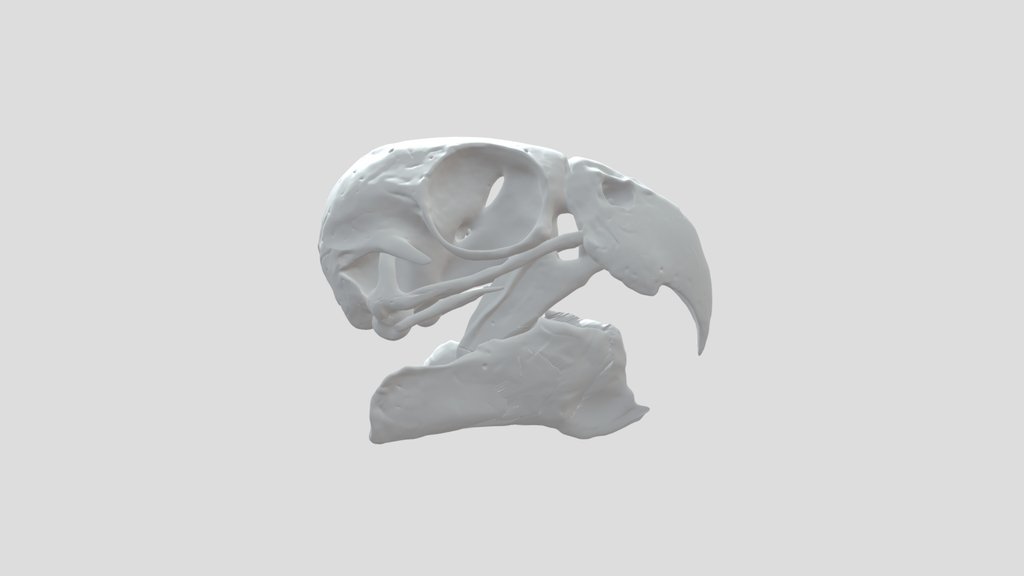 Carolina Parakeet Skull