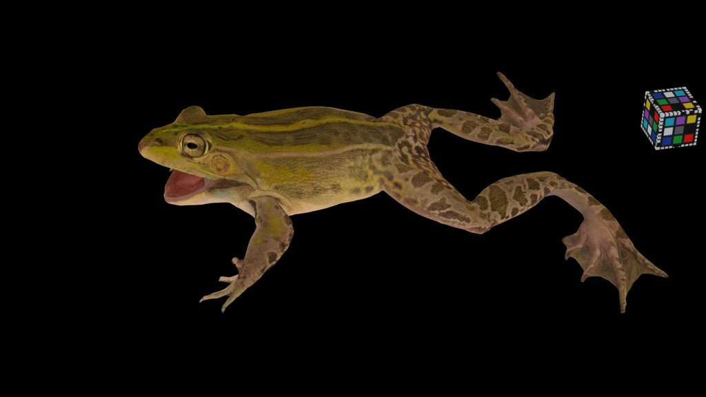 CC0 トノサマガエル 🐸 ♂ Black-spotted Pond Frog