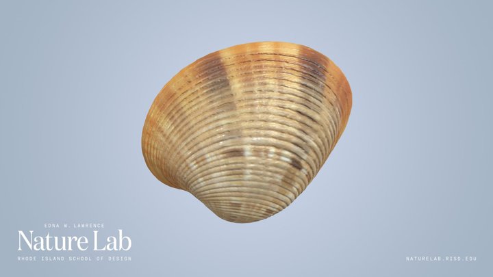 Clam