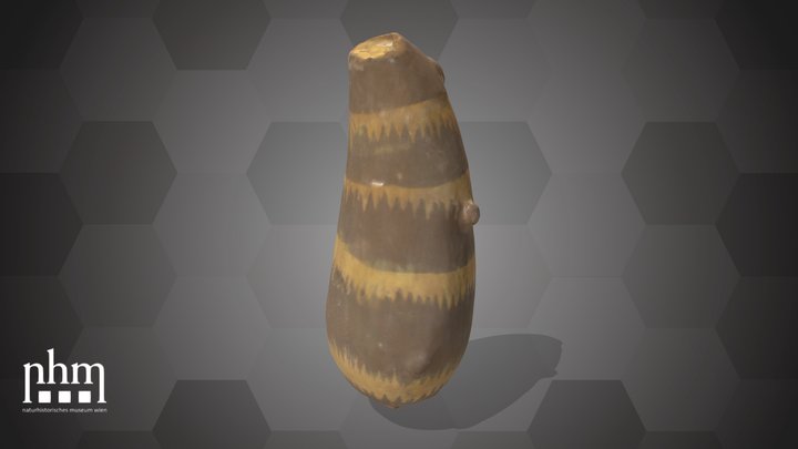 Bulb of an Araceae (NHMW-AFW-DING-0046-127) – Modèle 3D gratuit STL