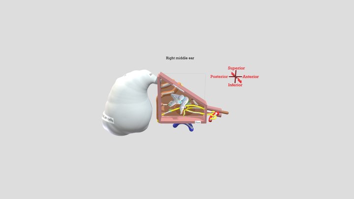 Middle Ear Model for MBBS students 3D Model