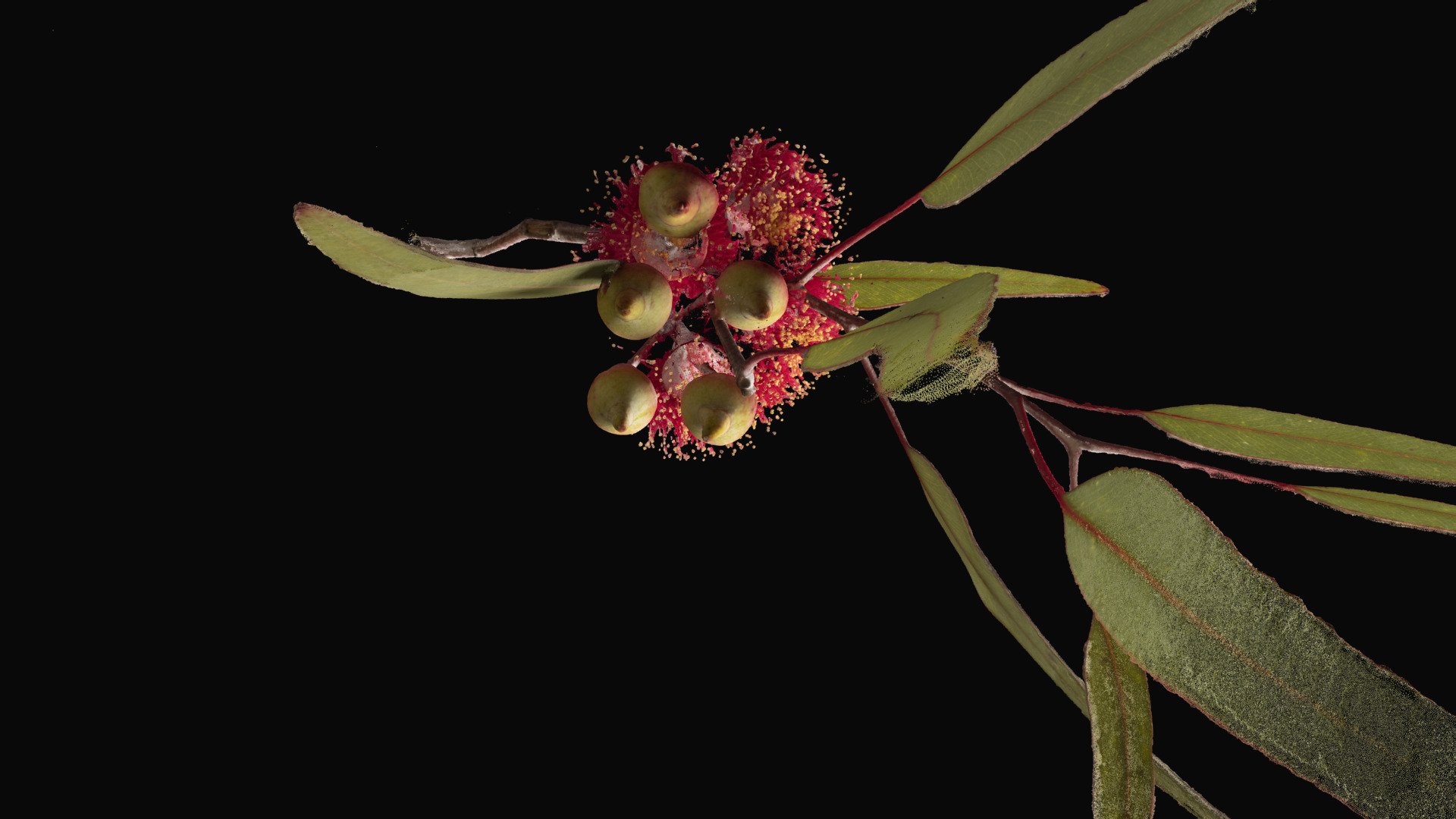 vegetal/digital (Silver Princess) — Sketchfab embed 3D viewer