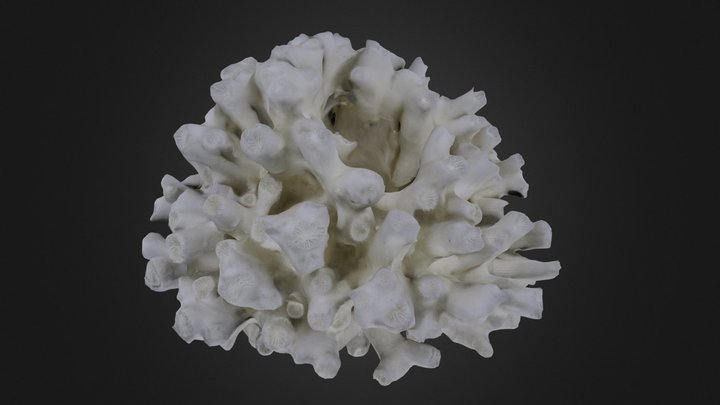 Coral: Cladocora arbusucula (PRI 13376) 3D Model