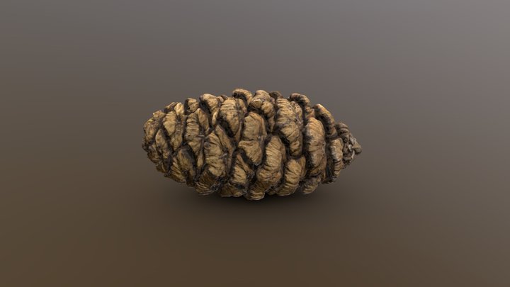 Sequoiadendron Cone Long - Photogrammetry Scan – Modello 3D gratuito STL