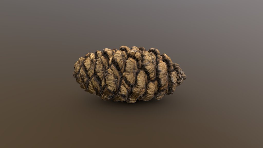 Sequoiadendron Cone Long - Photogrammetry Scan