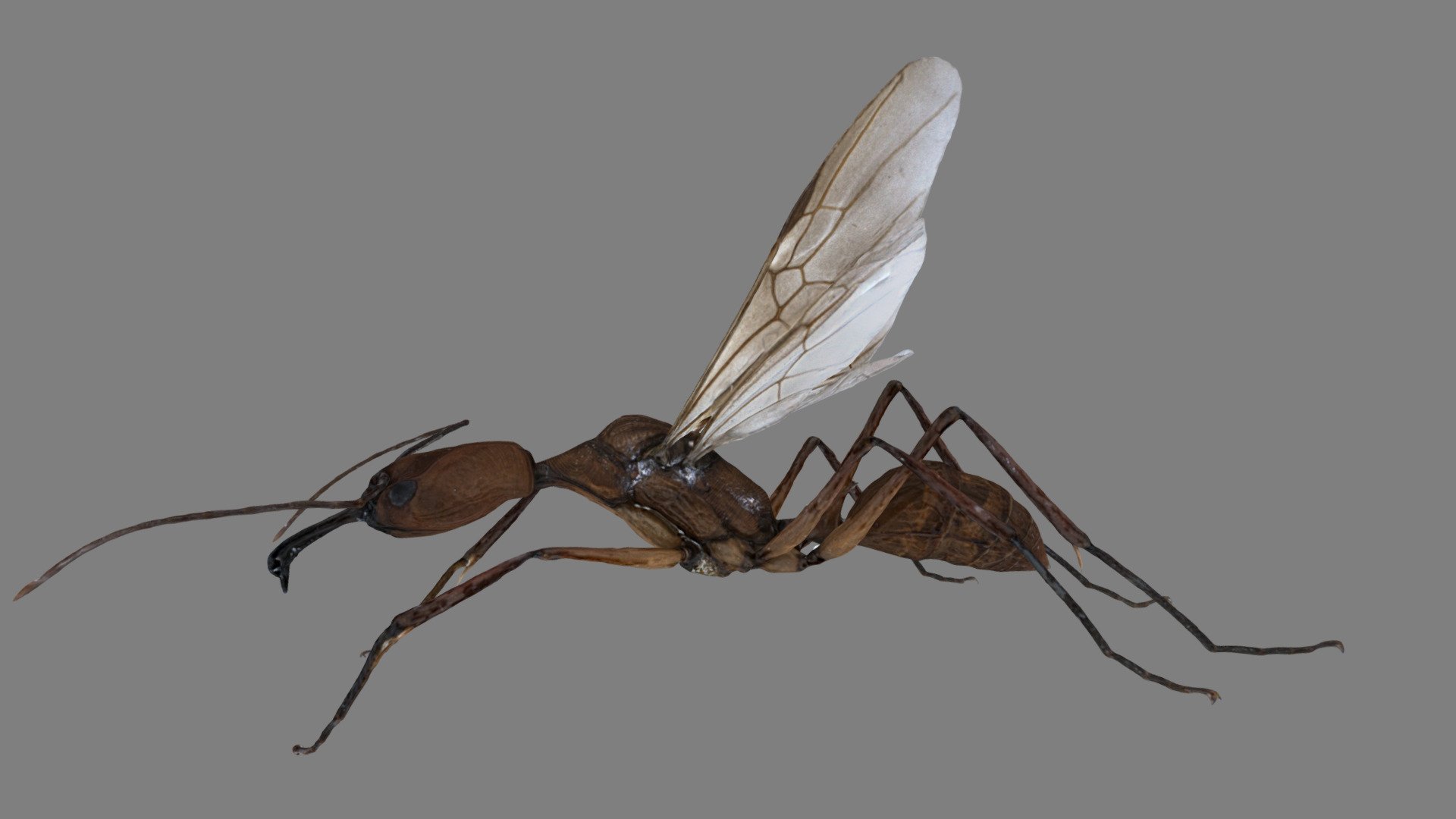 Odontomachus davidsoni Alate Queen PE24_01